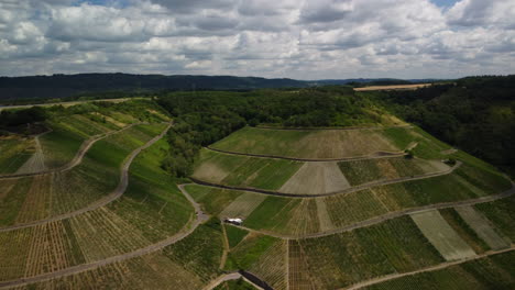 Sinkender-Flug-über-Einen-Weinberg