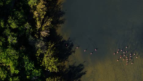 La-Bandada-De-Flamencos-Se-Alimenta-En-Fila-A-Lo-Largo-De-La-Marisma-Del-Estanque-De-Manglares.