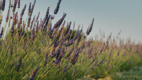 Fila-De-Hermosos-Arbustos-De-Lavanda-Contra-El-Cielo-Azul