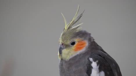 colorful breed of cockatiel portrait - close up shot