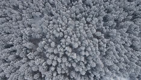 Pinos-De-Bosque-Helado-Cubiertos-De-Nieve-Blanca-En-Invierno,-Vista-Superior-Aérea