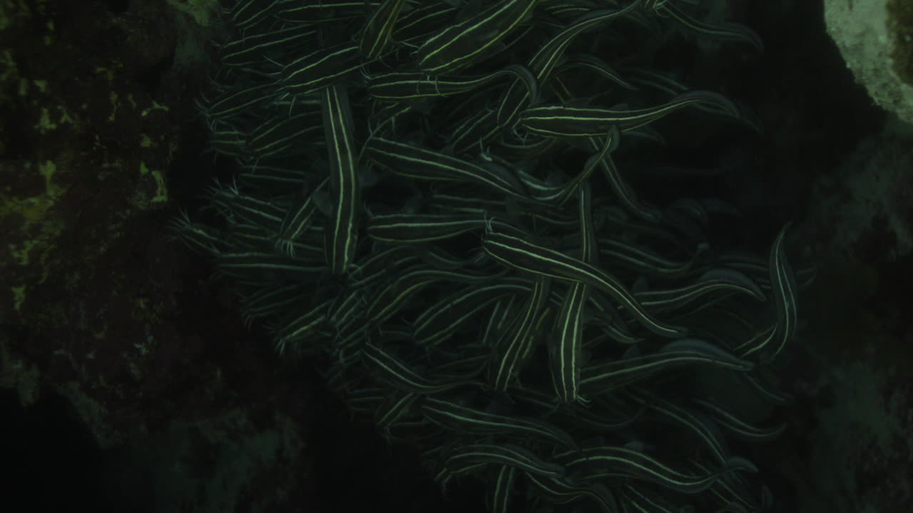 pez gato en un gran nido de escolarización entre los corales del arrecife de coral del mar rojo de egipto
