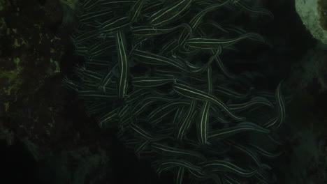 cat fish in a big schooling nest between the corals of the coral reef of the red sea of egypt