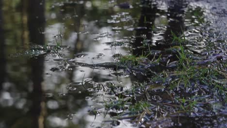 Süßes-Kleinkind,-Das-Den-Wald-Im-Freien-Genießt-Und-Sich-Gleichzeitig-Auf-Eine-Schlammige-Pfütze-Freut