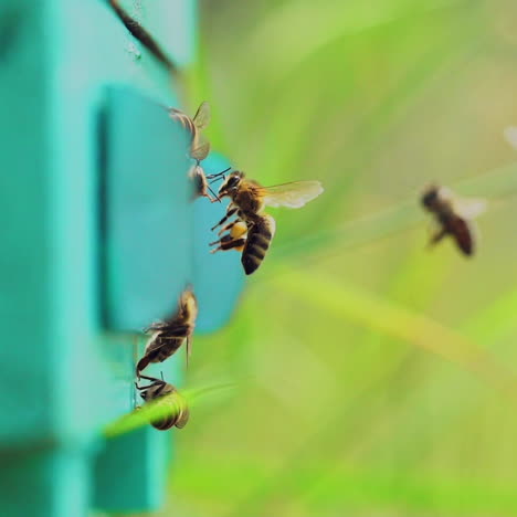 busy bees flying into the entrance of a wooden hive on the blurred background. close up of insects which carry pollen and honey near the beehive. apiary concept