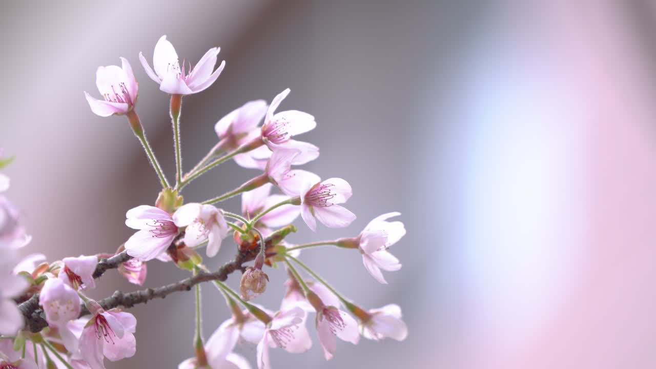 Beautiful Sakura Cherry Blossom is blooming with sprout in Alishan National Forest Recreation Area in Taiwan.