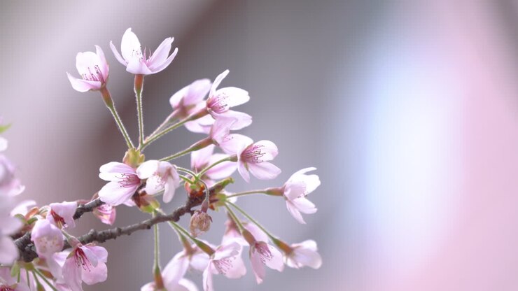 Beautiful Sakura Cherry Blossom is blooming with sprout in Alishan National Forest Recreation Area in Taiwan.
