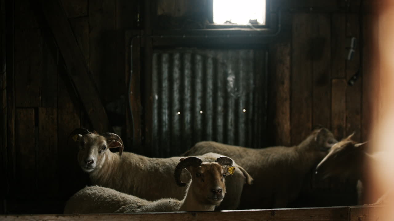 ovejas en un granero