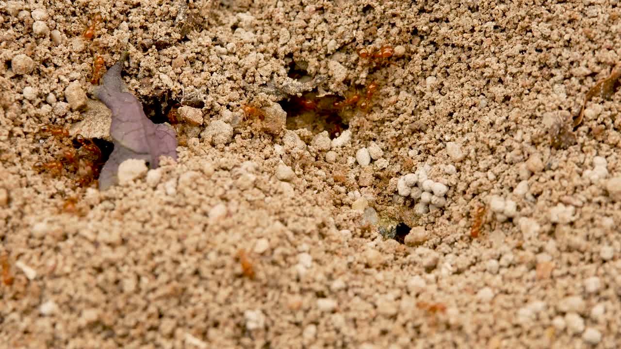 nido de hormigas de fuego. concepto de colonia de hormigas en el mundo de la vida de los insectos.