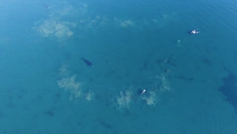 a pod of beautiful whales swimming around in slow motion the shallow blue sea in patagonia, argentina - wide drone shot