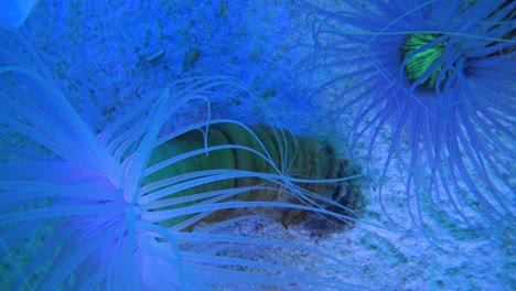 Der-Blick-Auf-Die-Meeresbewohner-Im-Shinagawa-Sea-Aquarium