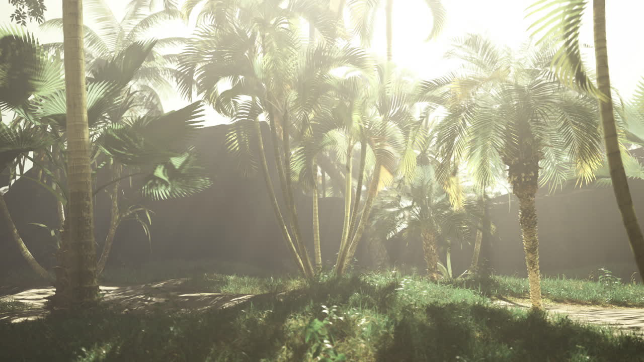 Lush tropical forest bathed in soft sunlight filters through tall palm trees