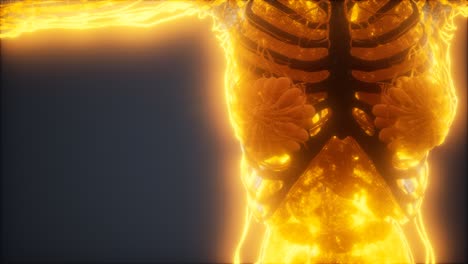 Colorful-Human-Body-animation-showing-bones-and-organs