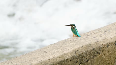 common kingfisher female forages by river cascade of a waterfall - close-up