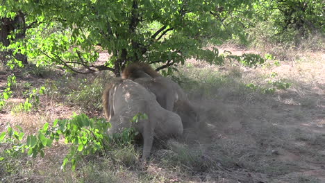 Close-up-of-male-lions-savagely-fighting-and-competing-over-a-kill