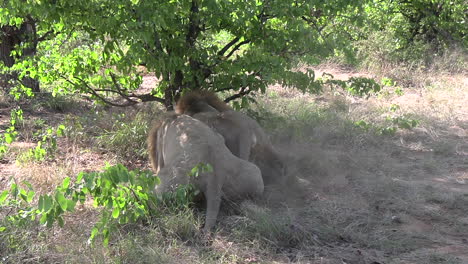 close-up of male lions savagely fighting and competing over a kill