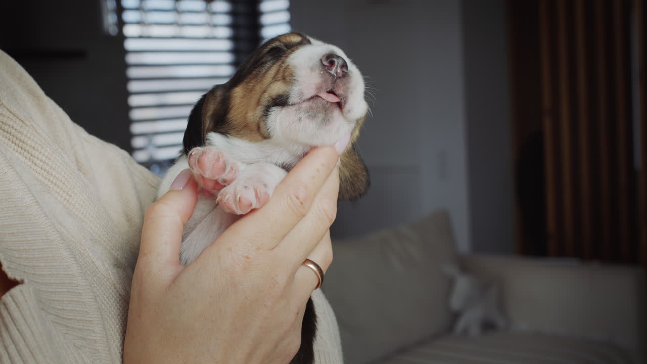 Cute sleepy puppy yawns in the arms of the owner
