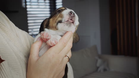 cute sleepy puppy yawns in the arms of the owner
