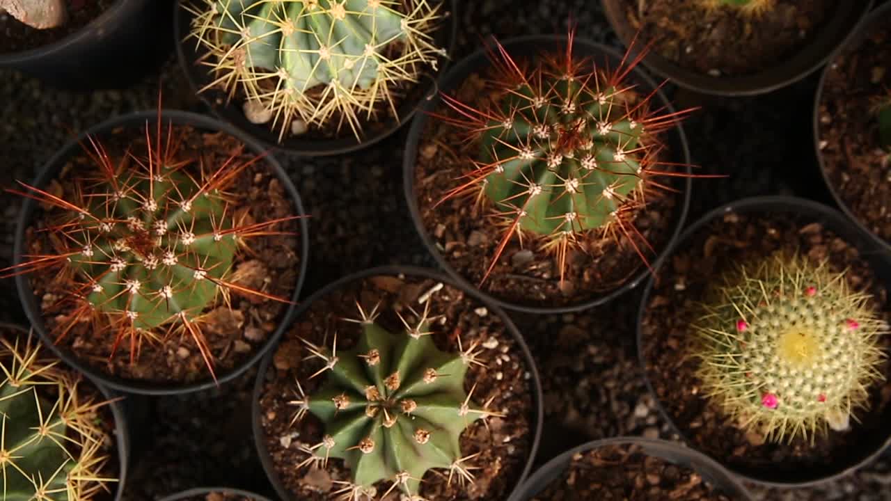 montón de pequeños cactus de cerca 1080p