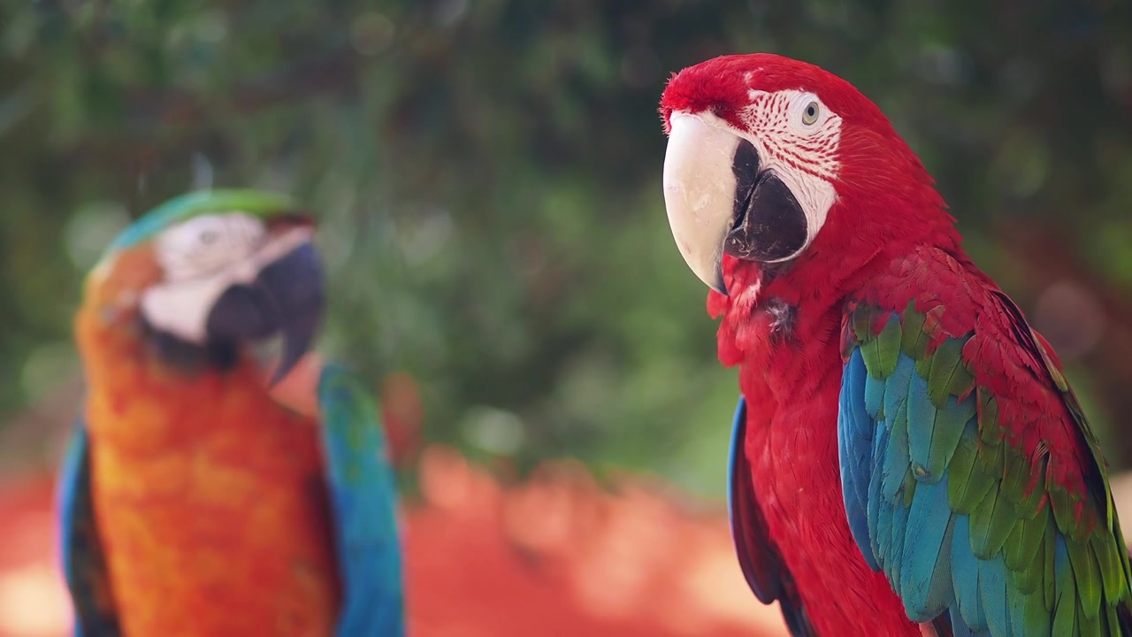 Vibrant Red Macaw Parrot Looking Around with Another Bird in Background
