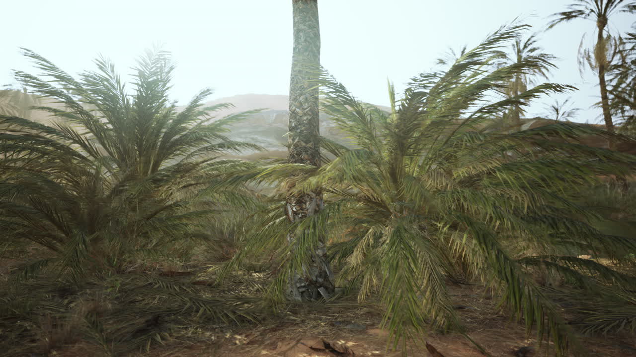 Palm trees in the desert