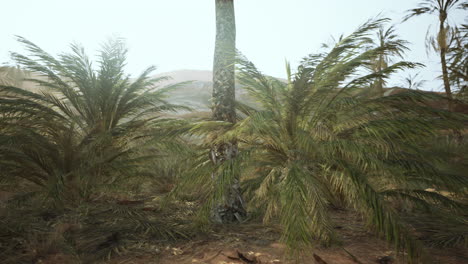 palm trees in the desert