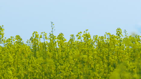 a field of yellow rapeseed flowers in full bloom, extending towards the horizon under a clear blue sky