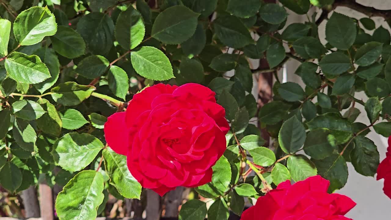 Beautiful red rose on bush moving gently in summer breeze
