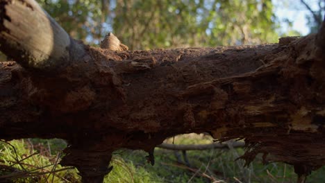 tronco de árbol caído en medio del bosque, primer plano de movimiento