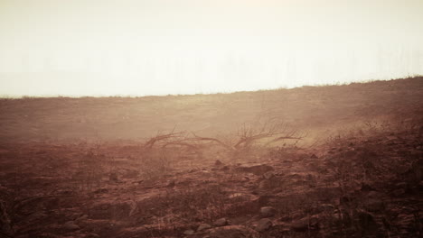 burnt landscape after a wildfire