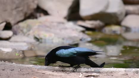 the hair-crested drongo or is a bird in asia from the family dicruridae which was conspecific with dicrurus bracteatus or spangled drongo in which it can be tricky to differentiate from each other