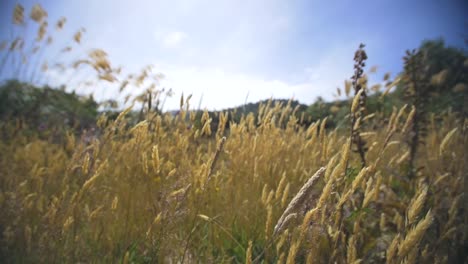 dry grass blowing in wind