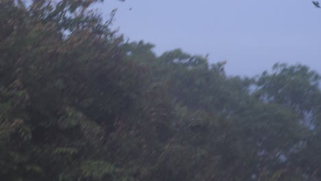 swaying wildly, a black spider monkey hurls itself in a bold leap across the amazon canopy in peru.