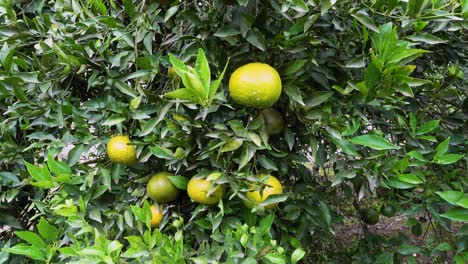 fresh mandarins hanging from a tree