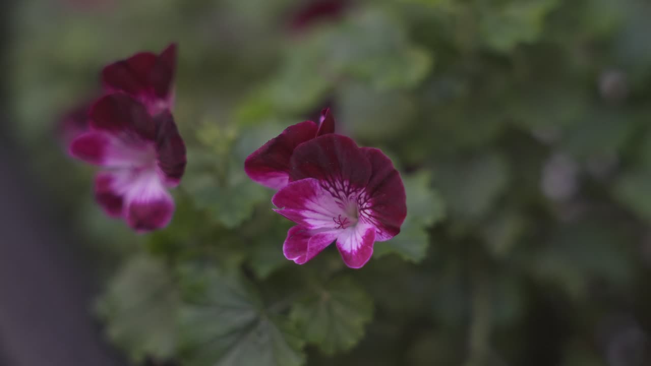 flores coloridas en el jardín de la iglesia