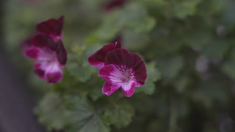 Flores-Coloridas-En-El-Jardín-De-La-Iglesia