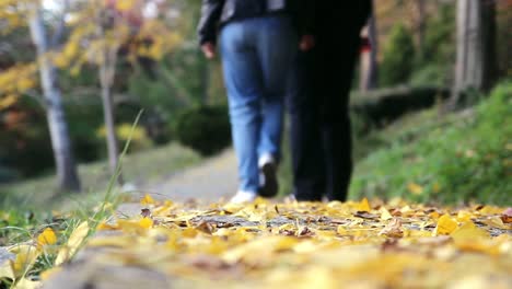parque forestal para caminar en familia