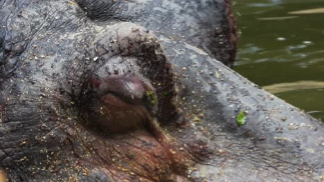 Macro-close-up-of-hippo-eye-closing-and-opening