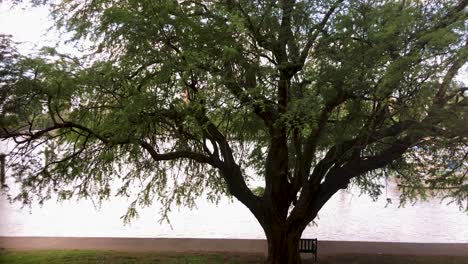 large green tree shadows a seat