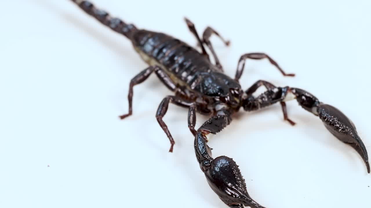A scorpion moves across a white surface under bright lighting, showcasing its detailed anatomy and natural behavior