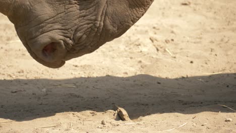 a curious rhinoceros smelling a small rock in a dry environment