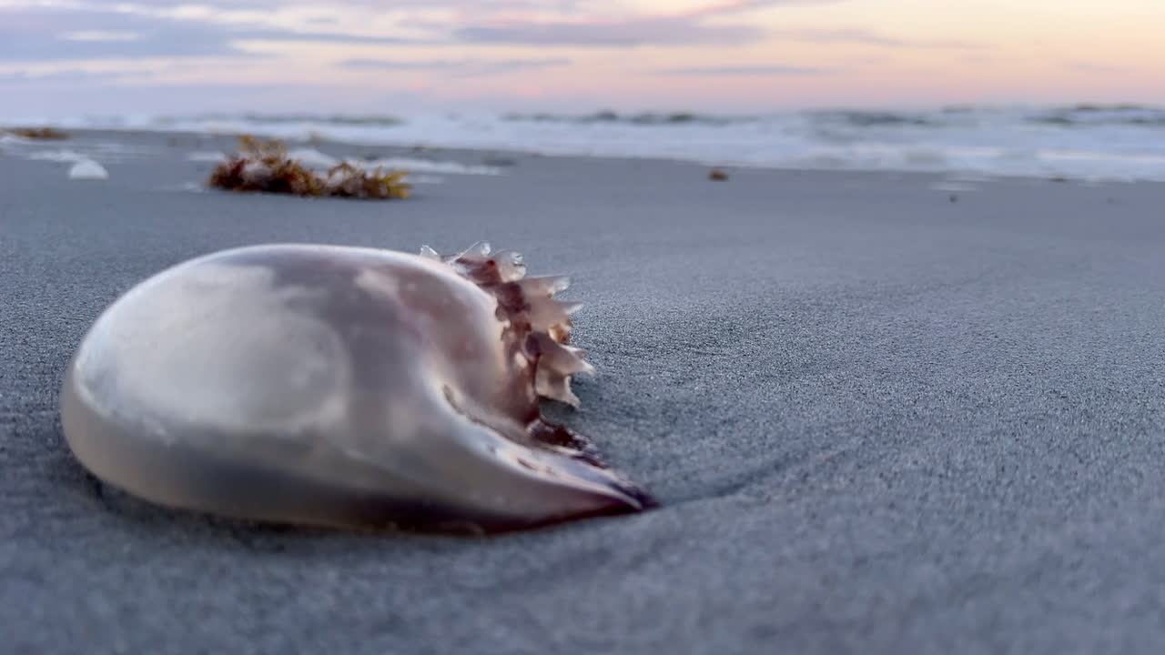 해가 지는 해변에 있는 해파리