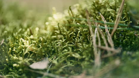 macro crecimiento de la hierba verde de primavera en el césped tranquilo meditativo. concepto de vista natural.