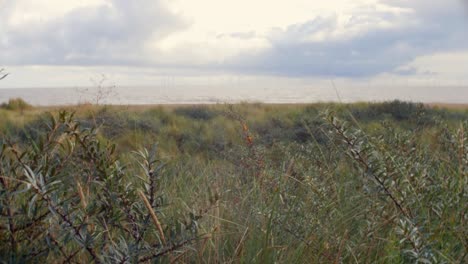 Der-Windpark-Nordsee-In-Großbritannien-Ist-Durch-Die-Sanddünen-Und-Das-Gras-In-Der-Kapelle-St.-Leonards-An-Der-Ostküste-In-Der-Nähe-Von-Skegness-Aufs-Meer-Hinaus-Zu-Sehen