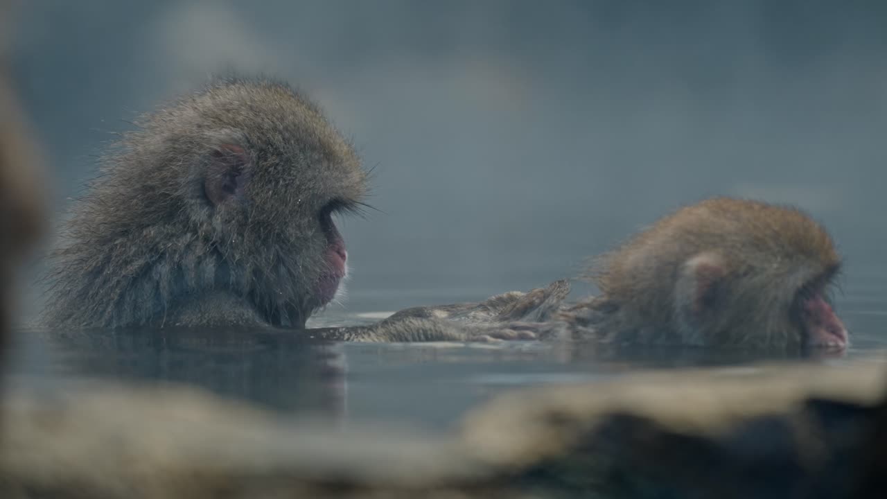 en los alrededores pacíficos de las aguas termales de jigodukani, un mono quita amorosamente los parásitos de otro como parte de su ritual de aseo natural.