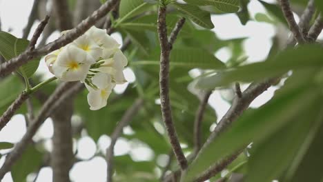 Plumeria-Blüht-Im-Süden-Von-Thailand