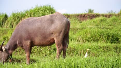 Close-up-shot-of-The-buffalo-is-eating-grass-in-the-meadow