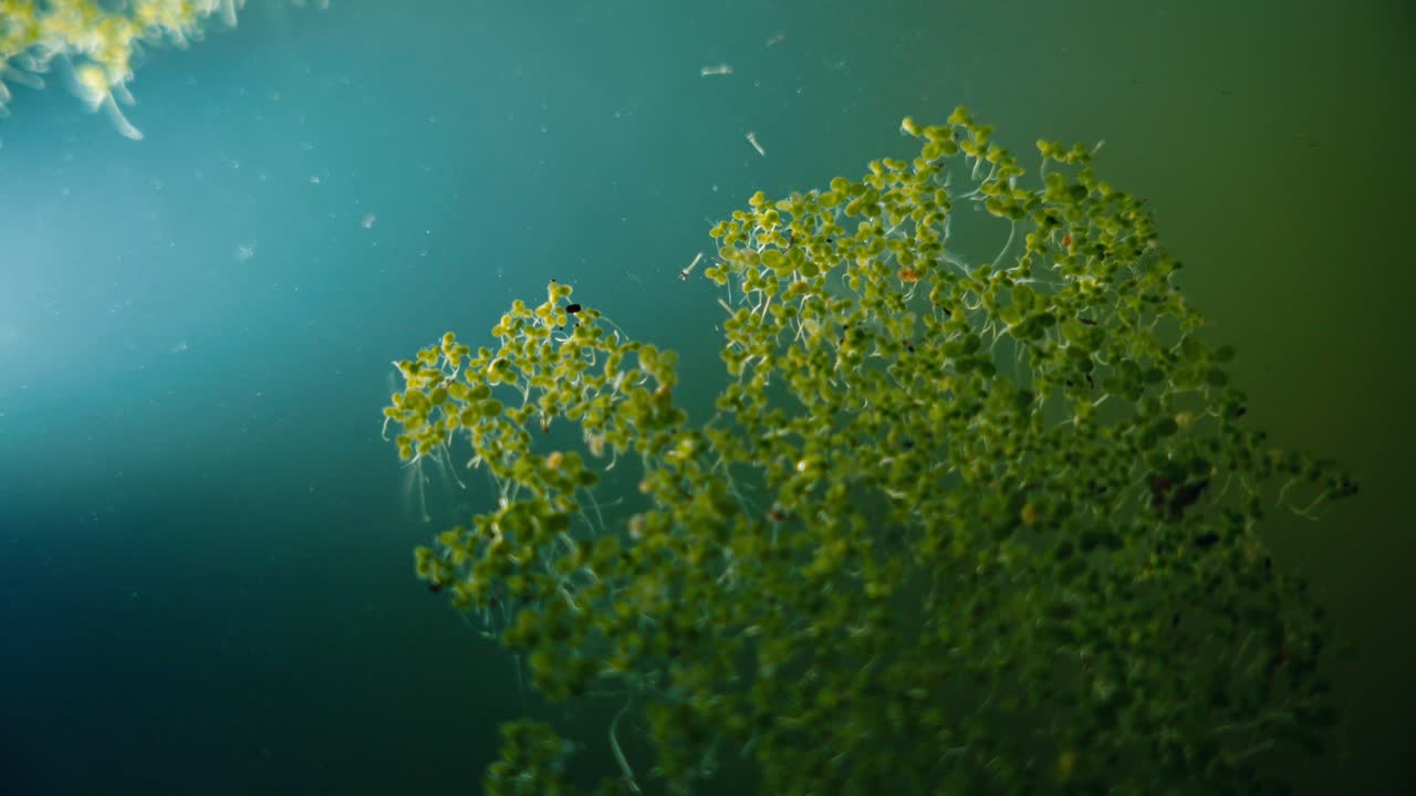 Larve di zanzara che nuotano nell'acqua di uno stagno con alghe verdi. Macro subacquea di insetti che si riproducono in acqua stagnante turchese con piante acquatiche. Dettagli dell'ecosistema naturale.