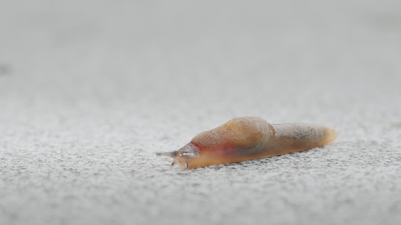 숲의 달 ⁇ 이가 정원 길을 따라 기어다닌다.