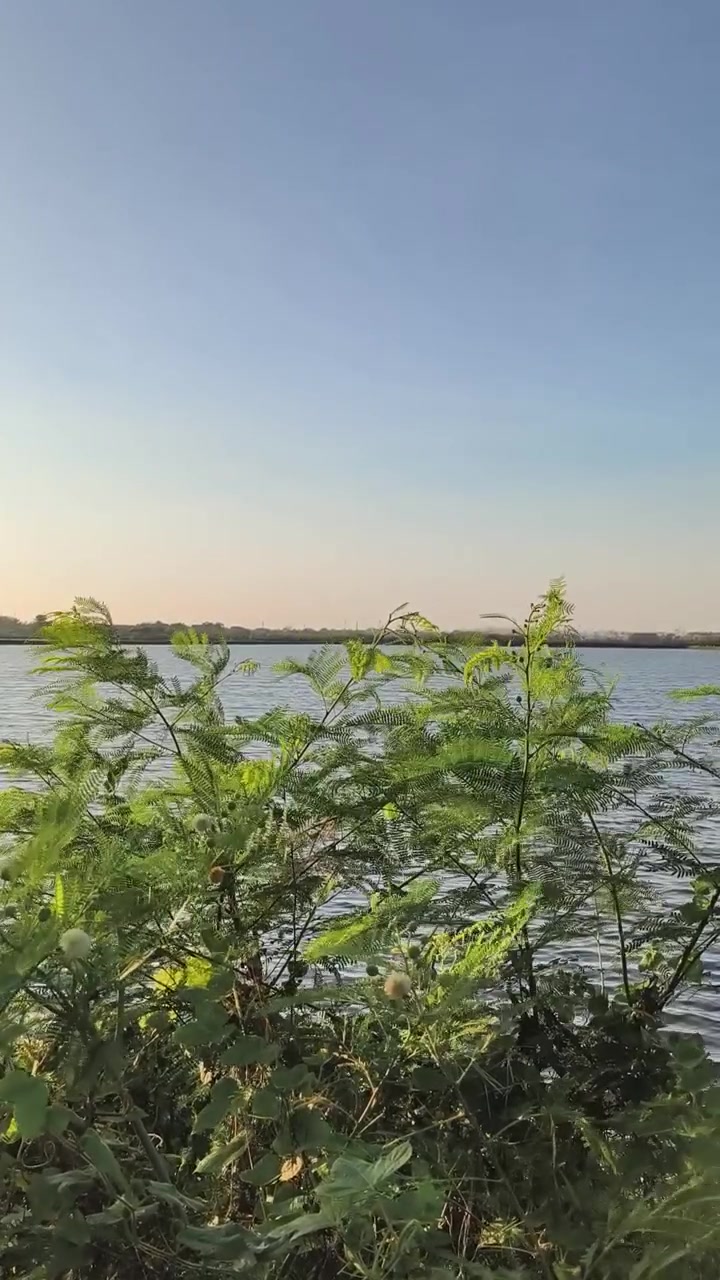 Fogliame verde che ondeggia al vento presso un lago calmo